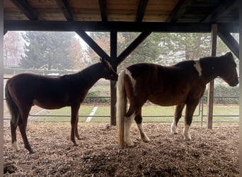 American Paint Horse Mix, Ruin, 20 Jaar, 164 cm, Gevlekt-paard