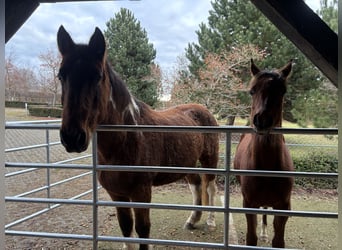 American Paint Horse Mix, Ruin, 20 Jaar, 164 cm, Gevlekt-paard