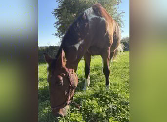 American Paint Horse Mix, Ruin, 20 Jaar, 164 cm, Gevlekt-paard