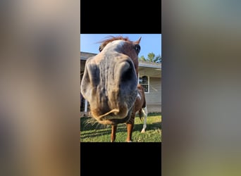 American Paint Horse Mix, Ruin, 21 Jaar, 183 cm, Bruin