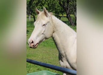 American Paint Horse, Ruin, 2 Jaar, 147 cm