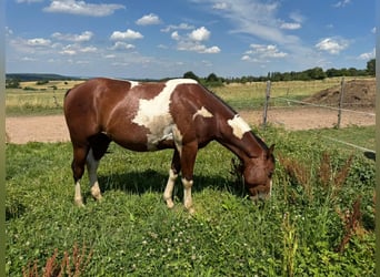 American Paint Horse, Ruin, 2 Jaar, 150 cm, Gevlekt-paard