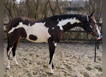 American Paint Horse, Ruin, 2 Jaar, 151 cm, Overo-alle-kleuren