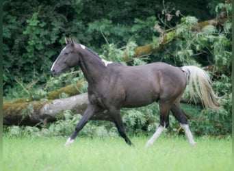 American Paint Horse, Ruin, 2 Jaar, 155 cm, Buckskin