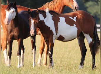 American Paint Horse Mix, Ruin, 2 Jaar, 155 cm, Tobiano-alle-kleuren