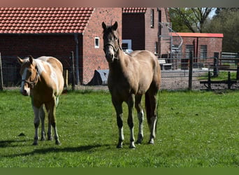 American Paint Horse, Ruin, 2 Jaar, 160 cm, Champagne