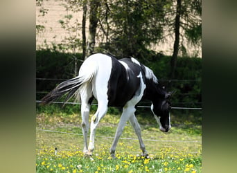 American Paint Horse, Ruin, 2 Jaar, 162 cm, Tovereo-alle-kleuren