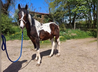 American Paint Horse, Ruin, 2 Jaar, Overo-alle-kleuren