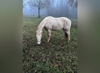 American Paint Horse, Ruin, 3 Jaar, 147 cm