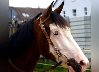 American Paint Horse, Ruin, 3 Jaar, 148 cm, Overo-alle-kleuren