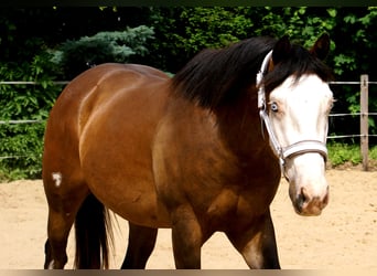 American Paint Horse, Ruin, 3 Jaar, 148 cm, Overo-alle-kleuren