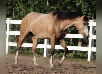 American Paint Horse Mix, Ruin, 3 Jaar, 150 cm, Buckskin