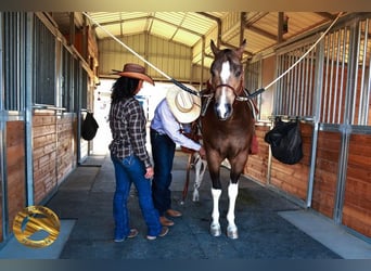 American Paint Horse, Ruin, 3 Jaar, 152 cm, Buckskin