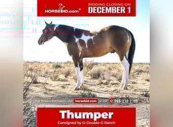 American Paint Horse, Ruin, 3 Jaar, 152 cm, Buckskin