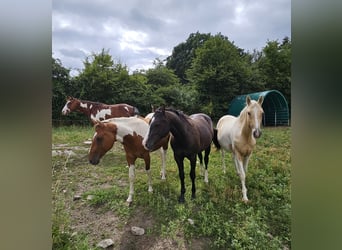 American Paint Horse, Ruin, 3 Jaar, 152 cm, Gevlekt-paard