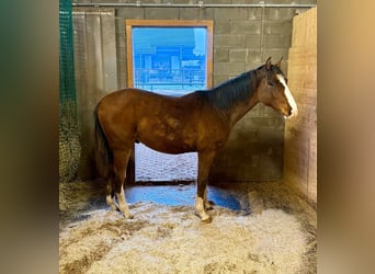 American Paint Horse Mix, Ruin, 3 Jaar, 153 cm