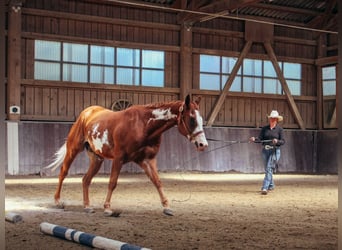 American Paint Horse, Ruin, 3 Jaar, 154 cm, Overo-alle-kleuren