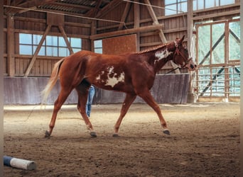 American Paint Horse, Ruin, 3 Jaar, 154 cm, Overo-alle-kleuren