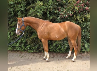 American Paint Horse, Ruin, 3 Jaar, 154 cm, Vos