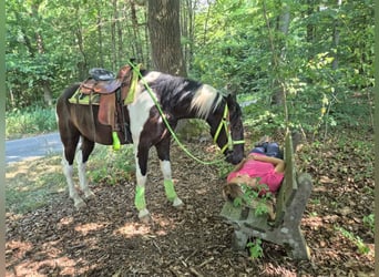 American Paint Horse, Ruin, 3 Jaar, 155 cm, Gevlekt-paard
