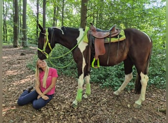 American Paint Horse, Ruin, 3 Jaar, 155 cm, Gevlekt-paard