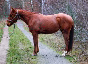 American Paint Horse, Ruin, 3 Jaar, 155 cm, Vos