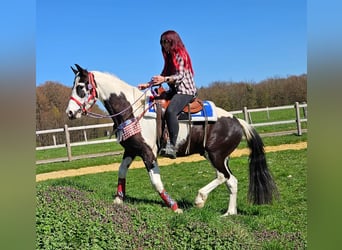 American Paint Horse Mix, Ruin, 3 Jaar, 156 cm, Gevlekt-paard