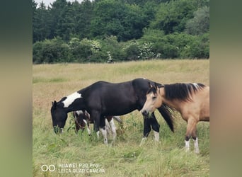 American Paint Horse Mix, Ruin, 3 Jaar, 160 cm, Gevlekt-paard