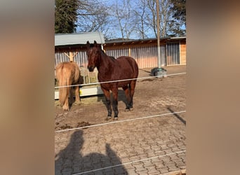 American Paint Horse, Ruin, 3 Jaar, Bruin