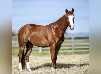 American Paint Horse, Ruin, 3 Jaar, Roodvos