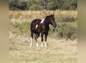 American Paint Horse, Ruin, 4 Jaar, 142 cm, Tobiano-alle-kleuren