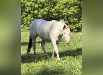 American Paint Horse, Ruin, 4 Jaar, 146 cm, Overo-alle-kleuren