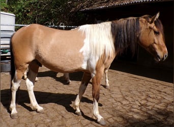 American Paint Horse Mix, Ruin, 4 Jaar, 147 cm, Gevlekt-paard