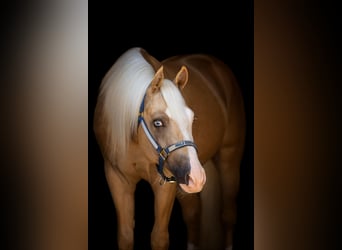American Paint Horse, Ruin, 4 Jaar, 147 cm, Palomino