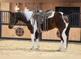 American Paint Horse, Ruin, 4 Jaar, 147 cm, Roodbruin