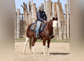 American Paint Horse, Ruin, 4 Jaar, 150 cm, Roodvos