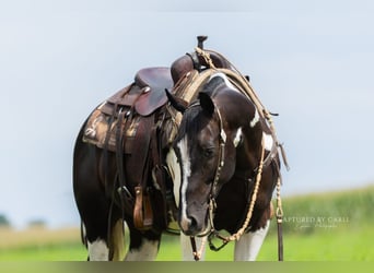 American Paint Horse, Ruin, 4 Jaar, 152 cm, Gevlekt-paard
