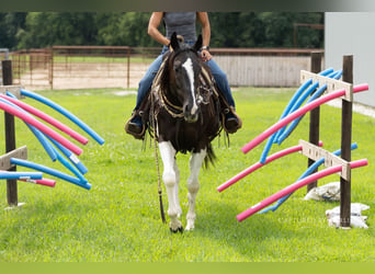 American Paint Horse, Ruin, 4 Jaar, 152 cm, Gevlekt-paard