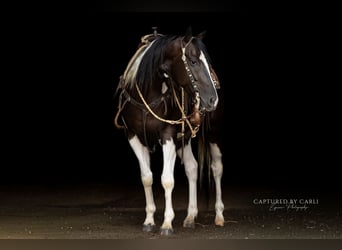 American Paint Horse, Ruin, 4 Jaar, 152 cm, Gevlekt-paard