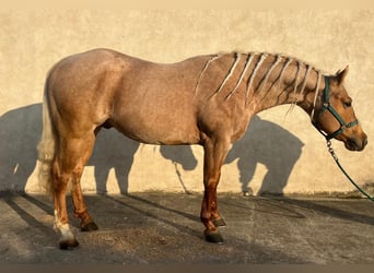 American Paint Horse, Ruin, 4 Jaar, 153 cm, Palomino