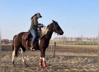 American Paint Horse, Ruin, 4 Jaar, 153 cm, Tobiano-alle-kleuren
