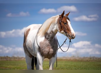 American Paint Horse, Ruin, 4 Jaar, 155 cm, Gevlekt-paard