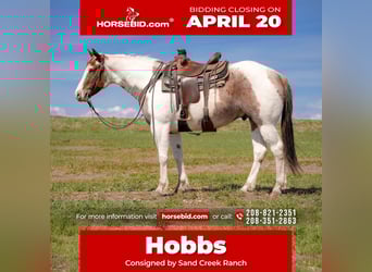 American Paint Horse, Ruin, 4 Jaar, 155 cm, Gevlekt-paard