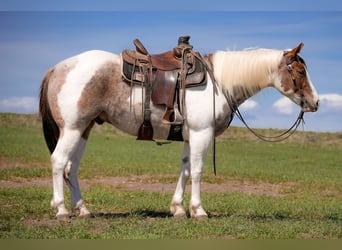 American Paint Horse, Ruin, 4 Jaar, 155 cm, Gevlekt-paard