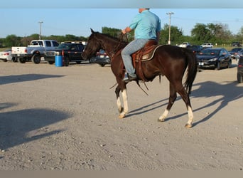 American Paint Horse, Ruin, 4 Jaar, 155 cm, Tobiano-alle-kleuren
