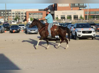 American Paint Horse, Ruin, 4 Jaar, 155 cm, Zwart