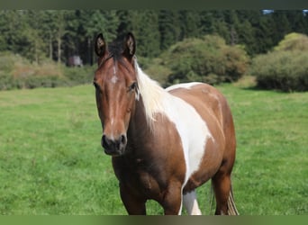 American Paint Horse Mix, Ruin, 4 Jaar, 156 cm, Gevlekt-paard