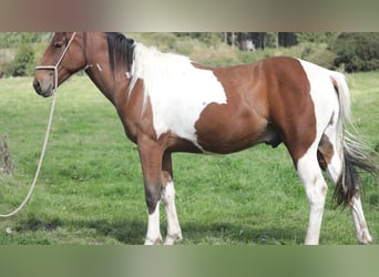 American Paint Horse Mix, Ruin, 4 Jaar, 156 cm, Gevlekt-paard
