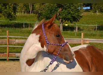 American Paint Horse, Ruin, 4 Jaar, 158 cm, Gevlekt-paard