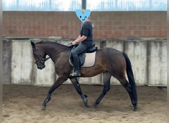 American Paint Horse, Ruin, 4 Jaar, 159 cm, Bruin